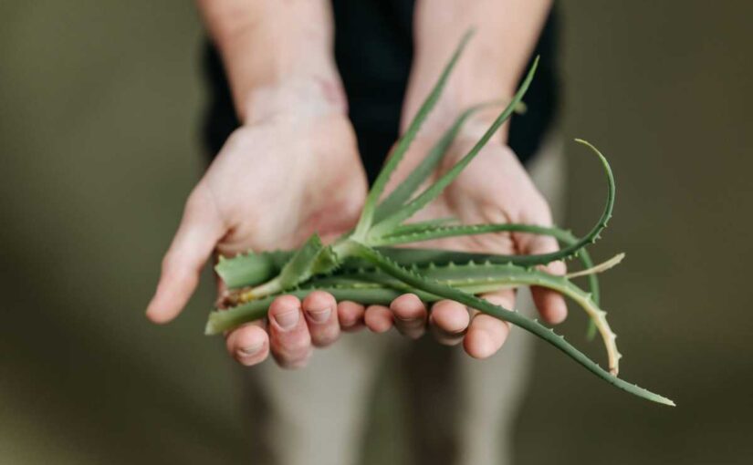 Using Aloe Vera for Dark Spots on Your Skin: Tips